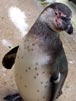 Humboldt Penguin v